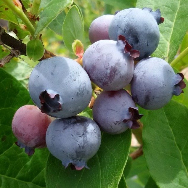 Голубика либерти описание. Голубика Pink Blueberry. Голубика Пинк лимонад. Голубика Пинк лимонад Деленка. Голубика Пинк лимонад фото.