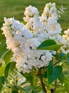 СИРЕНЬ Сирень "Кенигин Луиз" / Syringa vulgaris "Königin Luise" С1