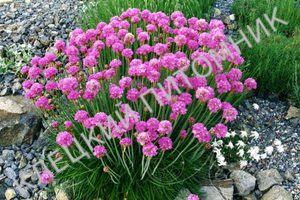 АРМЕРИЯ ПРИМОРСКАЯ сорт 'Морнинг Стар Дип Роуз (Armeria maritima Morning Star Deep Rose) Р9
